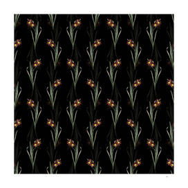 Vintage Ixia Tricolor Botanical Pattern on Black