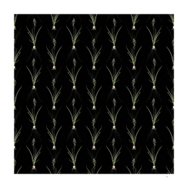 Vintage Hyacinthus Viridis Pattern on Black