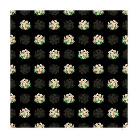 Vintage Piotta's Oxalis Flower Pattern on Black