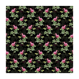 Vintage Pink Bourbon Roses Pattern on Black