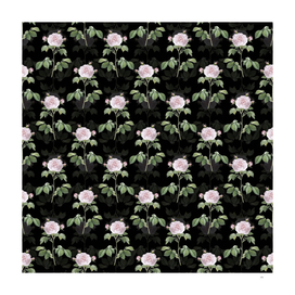 Vintage Rosa Alba Botanical Pattern on Black