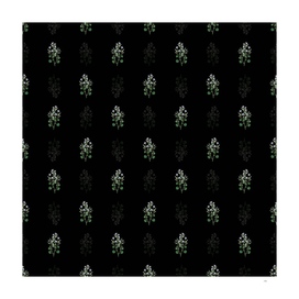 Vintage Dalmatian Wall Campanula Pattern on Black