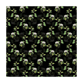 Vintage Black Haw Botanical Pattern on Black