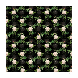 Vintage Rosa Indica Botanical Pattern on Black