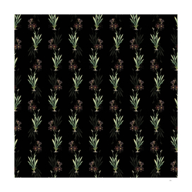 Vintage Ixia Grandiflora Pattern on Black