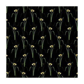 Vintage Cowslip Cupped Daffodil Pattern on Black