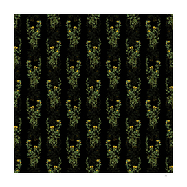 Vintage Yellow Jasmine Flowers Pattern on Black