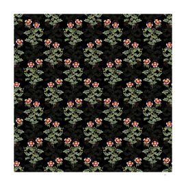 Vintage Variegated Burnet Rose Pattern on Black