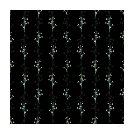 Vintage Glaucous Aster Flower Pattern on Black