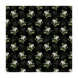 Vintage Sweet Crabapple Botanical Pattern on Black