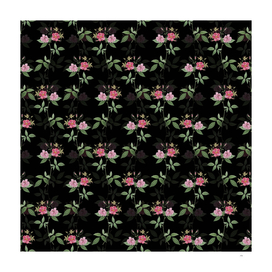 Vintage Hudson Rosehip Botanical Pattern on Black