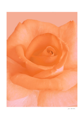 Beautiful coral pink rose flower bloom close-up