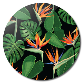Exotic Plants. Strelitzia, Bird Of Paradise, Monstera