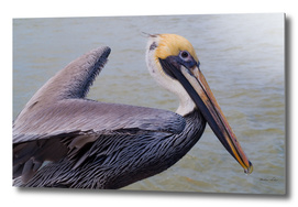 Pelican Close-Up