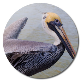 Pelican Close-Up
