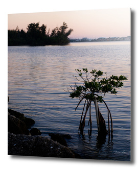 Sunset Mangrove