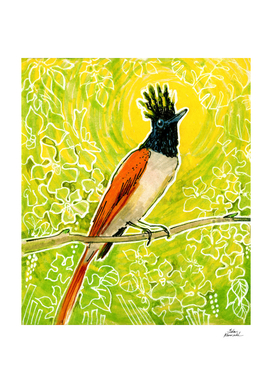 Paradise Flycatcher Indian Tropical Bird Sketch