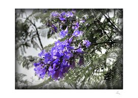 blue flowers of the tree