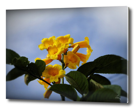 yellow flowers on a background of blue sky