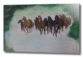 Herd of horses in canter