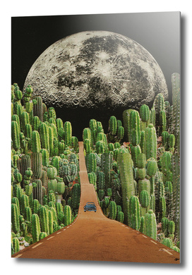Road and cactus