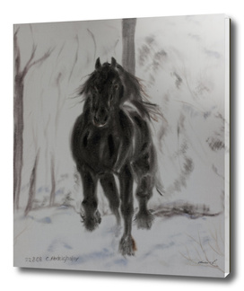 Friesan horse in winter