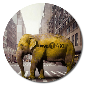 Elephant Taxi NYC