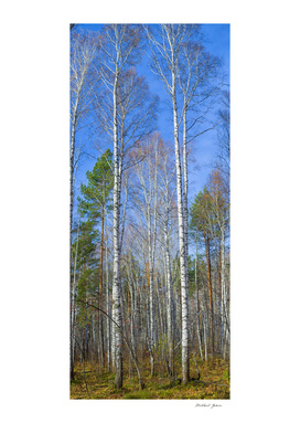 Tall birch