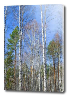 Tall birch