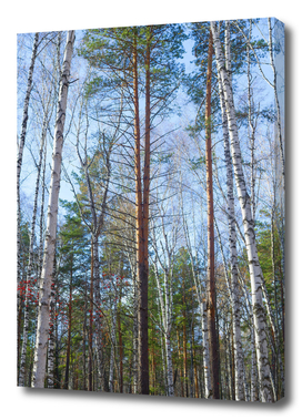 Tall pine