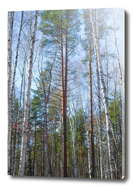 Tall pine