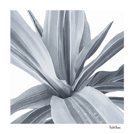 Tropical cactus leaves, grey, white