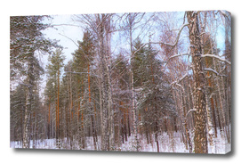 Panorama of the winter forest
