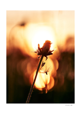 silhouette with a wilted flower