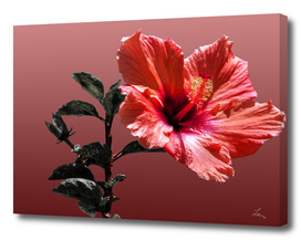 red hibiscus on vinous