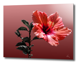 red hibiscus on vinous