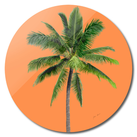 Orange palm tree