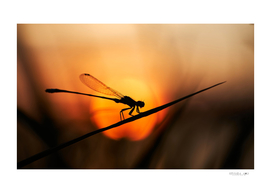 Silhouette of a damselfly on the grass blade with sunset