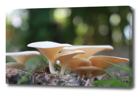 A Family of Mushroom