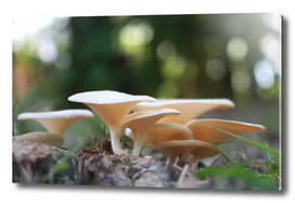 A Family of Mushroom