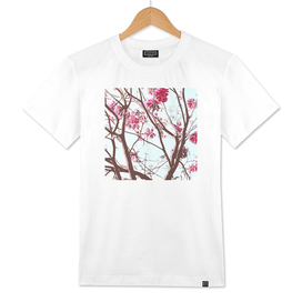 Tree Bloom, floral, flowers, nature, blossom, spring, flower