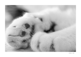 Feline paws