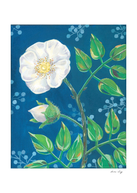 White Rose on blue