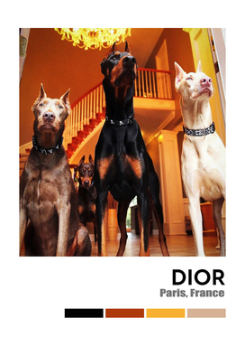 Gold Doberman Dogs ,Hypebeast Luxury Fashion