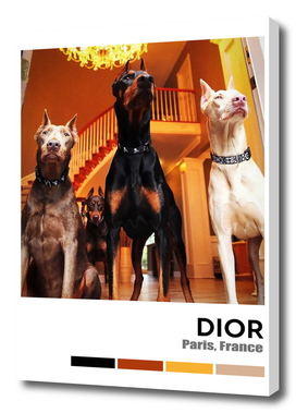 Gold Doberman Dogs ,Hypebeast Luxury Fashion