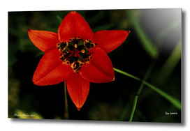Prairie Red Flower