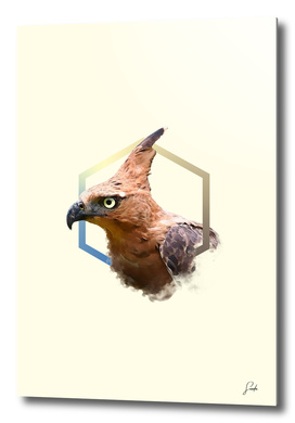 javanhawk-eagle
