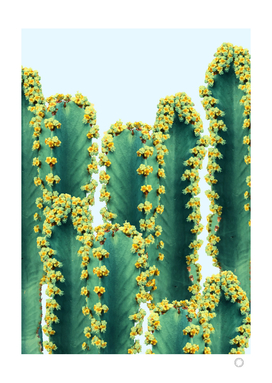 Adorned Cactus