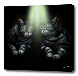 Two British Shorthaired Cats