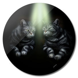Two British Shorthaired Cats